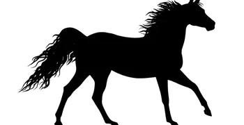 Αναγνώστης: Άλογο στο Μαρμάρι παραμένει εδώ και 3 ημέρες χωρίς νερό