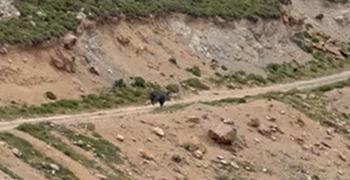 Αγριογούρουνο εθεάθη στην περιοχή Σύμπετρο στην Κω (vid)