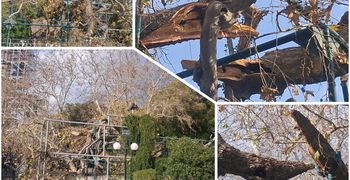 Έσπασε κλώνος από τον Πλάτανο του Ιπποκράτη λόγω των ισχυρών ανέμων