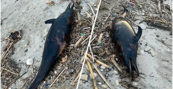 Νεκρό δελφίνι εντοπίστηκε στο Καρνάγιο Kω