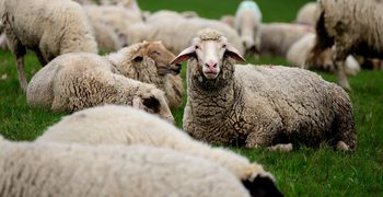 Κτηνοτρόφοι χωρίς… ζώα στον ΟΠΕΚΕΠΕ – Αγνοούνται χιλιάδες αμνοερίφια   