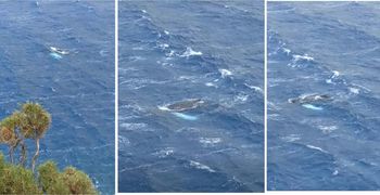 Ανακοίνωση από το Ινστιτούτο Θαλάσσιας Έρευνας και Εκπαίδευσης “ΩΚΕΑΝΙΔΕΣ” για την σπάνια επίσκεψη Μεγάπτερης Φάλαινας στην Κάλυμνο