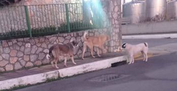 Βοιωτία: 7χρονος δέχθηκε άγρια επίθεση από αδέσποτους σκύλους