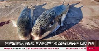 Δραστικά μέτρα για τους λαγοκέφαλους: Έρχεται επιδότηση των ψαράδων - Πάνω από 4,73 ευρώ το κιλό