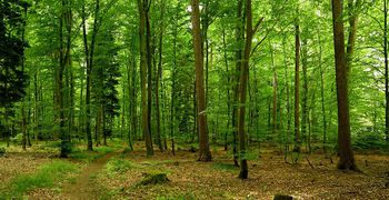 Το Αιγαίο εκπέμπει σήμα κινδύνου για τη δασική προστασία με 158 εργαζόμενους σε 793 νησιά 