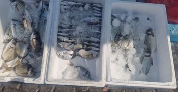 Σε ασφυκτικό κλοιό η παράκτια αλιεία στα Δωδεκάνησα