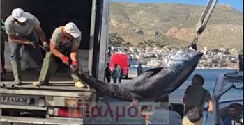 Τόνος – «τέρας» αλιεύθηκε από Καλύμνιους ψαράδες 