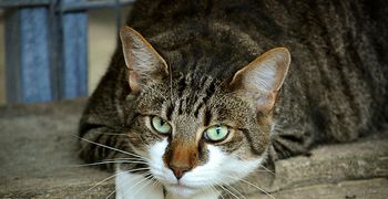 Προσοχή! Έριξαν φόλες σε αδέσποτες γάτες στην Καρδάμαινα