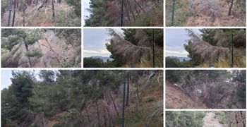 Άμεσος κίνδυνος στην περιοχή «Πόρτες» Αντιμάχειας από ετοιμόρροπα δέντρα