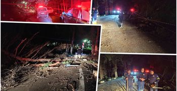 Πτώση δέντρου στη Ζιά - Επέμβαση της Πυροσβεστικής και της Πολιτικής Προστασίας Κω