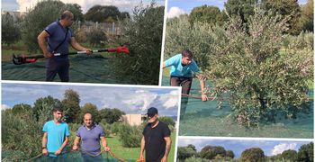 Ξεκίνησε από εθελοντές το μάζεμα των ελιών του Αγίου Δημητρίου στον Άγιο Νεκτάριο Κω