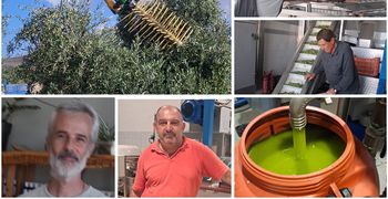 Ξεκίνησε η νέα ελαιοκομική περίοδος στην Κω – Εκτιμήσεις για μεγαλύτερη παραγωγή φέτος 