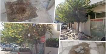 Ερωτήματα αναγνώστη για την κοπή δύο δέντρων στην οδό Αλικαρνασσού