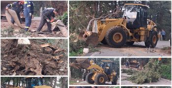 Πτώσεις δέντρων στη Ζιά λόγω των θυελλωδών ανέμων 