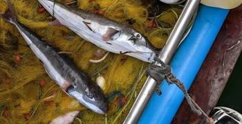 Δημιουργήθηκε ομάδα για τη διάσωση του λαγοκέφαλου – «Αξίζει προστασία και σεβασμό»