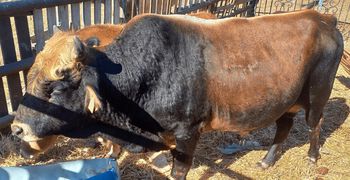 Μελέτες δείχνουν την "επιβίωση" μίας σπάνιας και αυτόχθονης φυλής βοοειδών στα Δωδεκάνησα