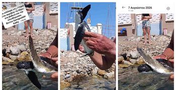 Μικρή χελώνα καρέτα-καρέτα βγήκε στην παραλία δίπλα στη Μαρίνα Κω