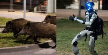 Ρομπότ κυνηγά αγριογούρουνα στους δρόμους της Βαρσοβίας και γίνεται viral