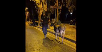 "Νυχτοπερπατήματα" για γάιδαρο στο κέντρο της Κω – Η παρέμβαση των αστυνομικών