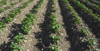 Εσπερίδα για το μέλλον της αγροτικής παραγωγής στην Κω