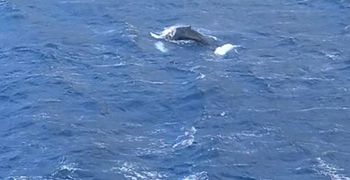 Φάλαινα φυσητήρας εμφανίστηκε στις ακτές της Καλύμνου (vid)