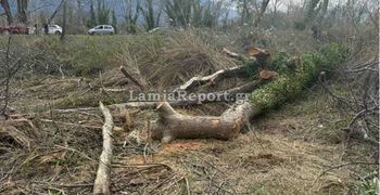 Λαμία: Νεκρός 68χρονος - Tον καταπλάκωσε δέντρο μπροστά στα μάτια της συζύγου του