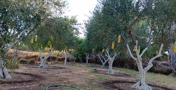 Ξεκινά η δακοκτονία στα Δωδεκάνησα με τον ψεκασμό περισσότερων από 2 εκατ. ελαιοδέντρων