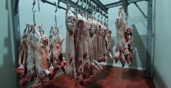 Μειωμένες φέτος οι σφαγές αμνοεριφίων στα Σφαγεία Κω (έφυγαν ζωντανά περίπου 6.000 από το νησί)