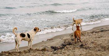 Τι λέει ο νόμος για τα κατοικίδια στις παραλίες: Πού επιτρέπονται, πού απαγορεύονται και ποιες οι εξαιρέσεις