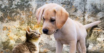 Πρόστιμο 1.000 ευρώ σε ιδιοκτήτη σκύλου στην Κω για παραβίαση κανόνων ευζωίας