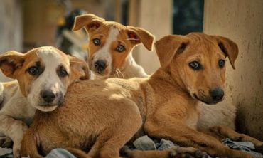 Ο Δήμος Κω καλεί όλους τους εθελοντές που φροντίζουν αδέσποτα ζώα συντροφιάς να επικαιροποιήσουν τα στοιχεία τους στο μητρώο εθελοντών