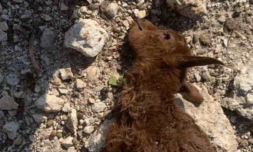 Καταγγελία από συμπολίτισσά μας στο Πυλί για συνεχείς επιθέσεις σκύλων σε αιγοπρόβατα