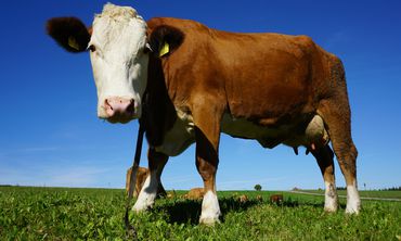 Χτύπησε τη Λέσβο ο αφθώδης πυρετός - Κλείνει η αγορά, απαγόρευση εξαγωγής ζώων και τυριών