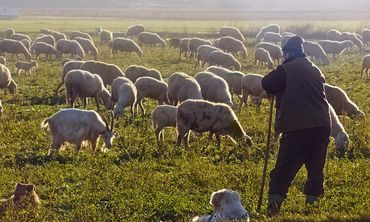 Εθνικό εμβολιασμό στα αιγοπρόβατα προτείνει η Ευρωπαϊκή Αρχή Ασφάλειας Τροφίμων