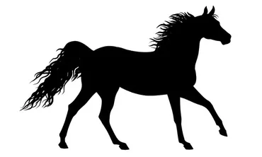 Αναγνώστης: Άλογο στο Μαρμάρι παραμένει εδώ και 3 ημέρες χωρίς νερό