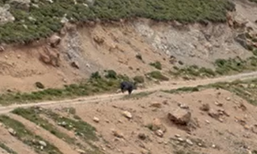 Αγριογούρουνο εθεάθη στην περιοχή Σύμπετρο στην Κω (vid)