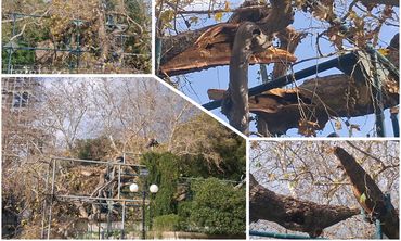 Έσπασε κλώνος από τον Πλάτανο του Ιπποκράτη λόγω των ισχυρών ανέμων