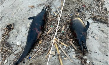 Νεκρό δελφίνι εντοπίστηκε στο Καρνάγιο Kω