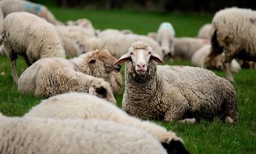 Κτηνοτρόφοι χωρίς… ζώα στον ΟΠΕΚΕΠΕ – Αγνοούνται χιλιάδες αμνοερίφια   