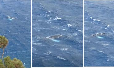 Ανακοίνωση από το Ινστιτούτο Θαλάσσιας Έρευνας και Εκπαίδευσης “ΩΚΕΑΝΙΔΕΣ” για την σπάνια επίσκεψη Μεγάπτερης Φάλαινας στην Κάλυμνο