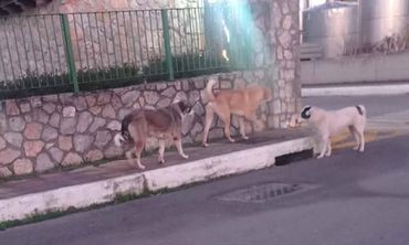 Βοιωτία: 7χρονος δέχθηκε άγρια επίθεση από αδέσποτους σκύλους