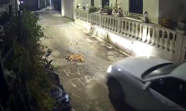 Κέρκυρα: Οδηγός πατά σκύλο που κοιμόταν στη μέση του δρόμου 