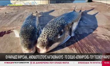 Δραστικά μέτρα για τους λαγοκέφαλους: Έρχεται επιδότηση των ψαράδων - Πάνω από 4,73 ευρώ το κιλό
