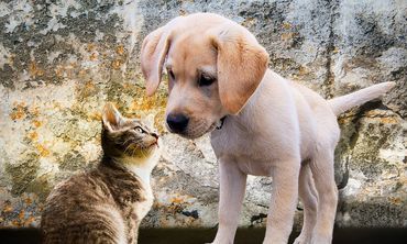 Animal Rescue Kos: Πάνω από 11.000 στειρώσεις γατών στην Κω – Αλλαγές στη συνεργασία με τα ξενοδοχεία