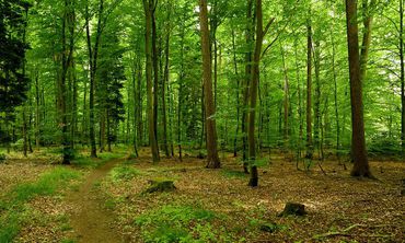 Το Αιγαίο εκπέμπει σήμα κινδύνου για τη δασική προστασία με 158 εργαζόμενους σε 793 νησιά 