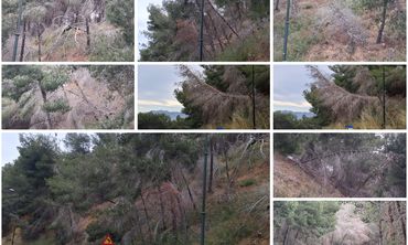 Άμεσος κίνδυνος στην περιοχή «Πόρτες» Αντιμάχειας από ετοιμόρροπα δέντρα