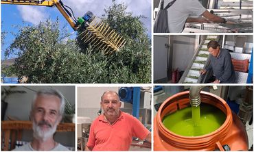 Ξεκίνησε η νέα ελαιοκομική περίοδος στην Κω – Εκτιμήσεις για μεγαλύτερη παραγωγή φέτος 