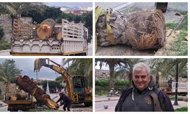 Απομάκρυνση φοίνικα από το λιμάνι Κω λόγω “αρρώστιας”