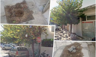 Ερωτήματα αναγνώστη για την κοπή δύο δέντρων στην οδό Αλικαρνασσού