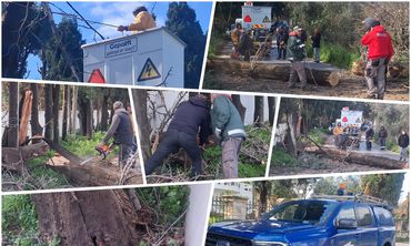 Κοπή “επικίνδυνων” δέντρων στην Κω – Αιχμές από τον κ. Σοφοκλή Δουδούς: Δυστυχώς στο Δήμο κάνουν κουμάντο κάποιοι που δεν έχουν αρμοδιότητα…